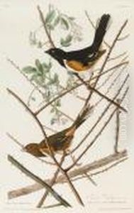 Towee Bunting. Fringilla Erythropthalma by John James Audubon