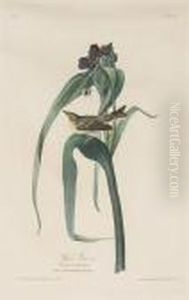 Vigors Vireo Vigors Vireo