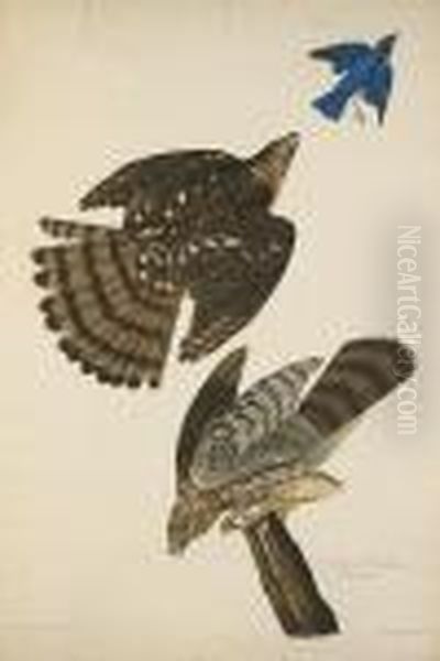 Stanley Hawk. Astur Stanleii. - view 1