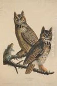 Great Horned-owl. Strix Virginiana. (pl. 61) Great Horned-owl. Strix Virginiana. (pl. 61)