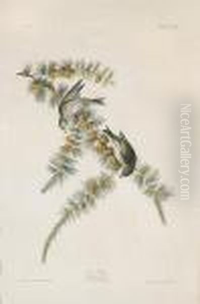 Pine Finch. Fringilla Pinus - view 1