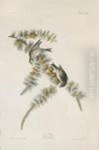 Pine Finch. Fringilla Pinus by John James Audubon