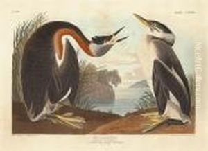 Red-necked Grebe. Podiceps Rubricollis