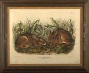 Marsh Hare