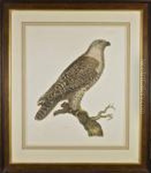 Ornithological Print Of A Falcon - view 1