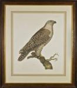 Ornithological Print Of A Falcon