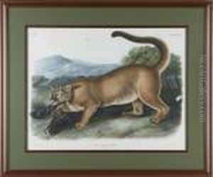 Male Cougar by John James Audubon