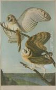 Barn Owl Barn Owl