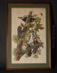 Piliated Woodpecker....... by John James Audubon