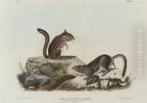 Tamias Townsendii.