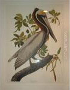 Brown Pelican