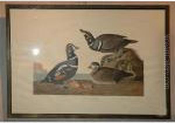 Harlequin Duck - view 1