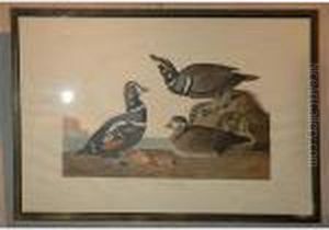 Harlequin Duck by John James Audubon