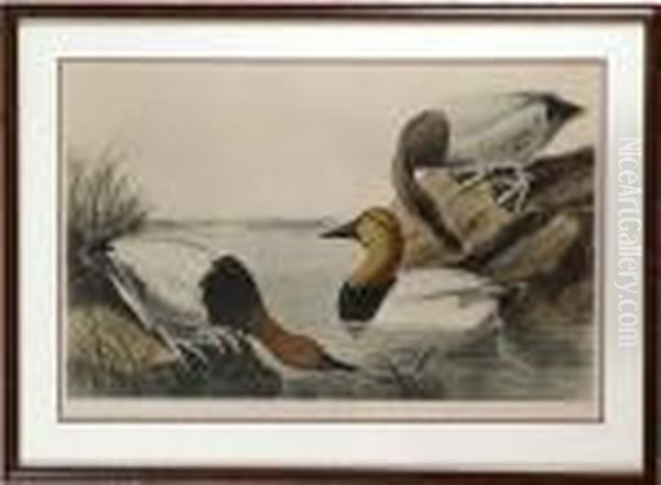 Canvas Backed Duck - view 1