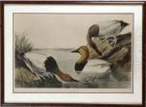 Canvas Backed Duck by John James Audubon