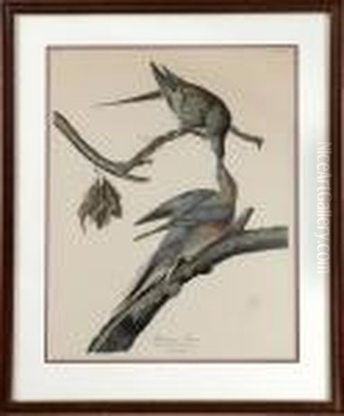 Passenger Pigeon - view 1