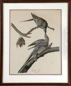 Passenger Pigeon by John James Audubon