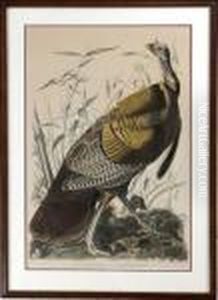 Wild Turkey by John James Audubon