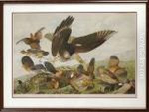 Virginian Partridge