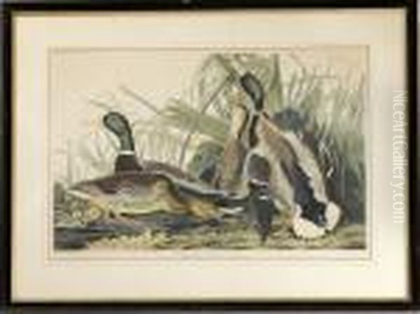 Mallard Duck - view 1