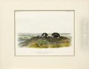 Common Star-nose Mole