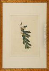 Yellow-throated Warbler by John James Audubon