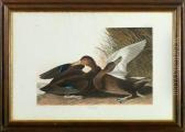 Dusky Duck - view 1