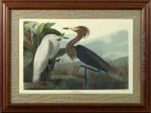 Purple Heron by John James Audubon