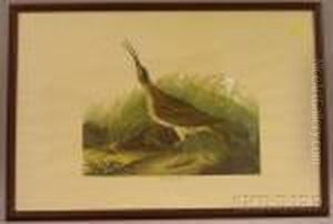 Hutchins's Barnacle Goose by John James Audubon