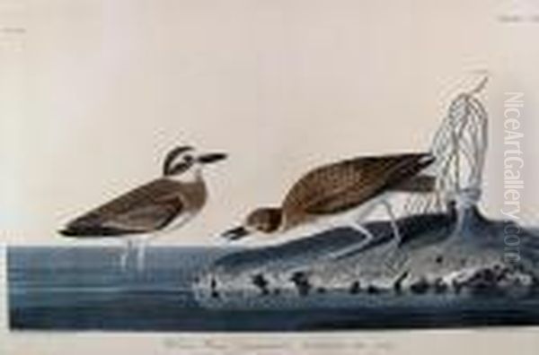 Wilson's Plover - view 1