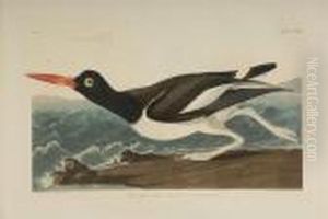 Haematgopus Ostralegus by John James Audubon