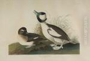 Fuligula Albeola by John James Audubon