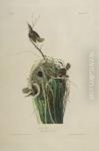Marsh Wren
