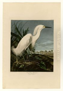 Snowy Heron Or White Egret by John James Audubon