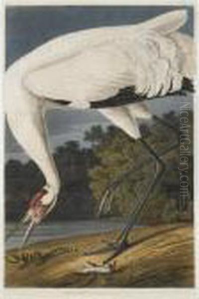 The Birds Of America - view 1