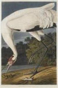 The Birds Of America by John James Audubon