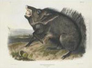Collared Peccary