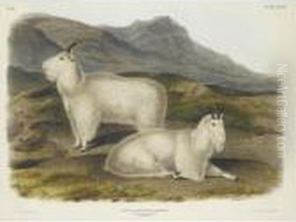 Rocky Mountain Goat - view 1