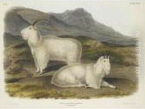 Rocky Mountain Goat by John James Audubon