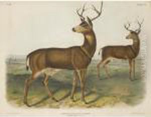 Columbian Black-tailed Deer
