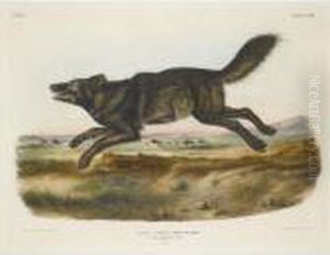 Black American Wolf by John James Audubon