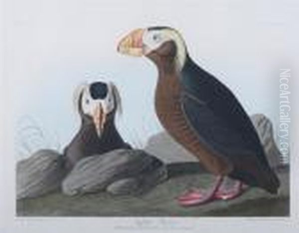 Tufted Puffin - view 1