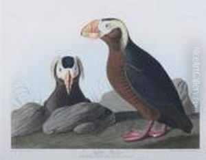 Tufted Puffin by John James Audubon