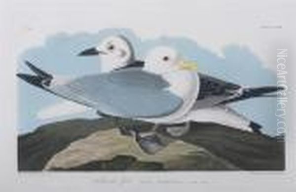 Kittiwake Gull - view 1