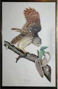 Barred Owl by John James Audubon