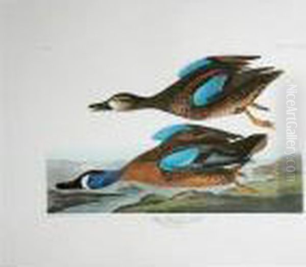 Blue-winged Teal - view 1
