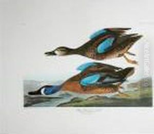 Blue-winged Teal