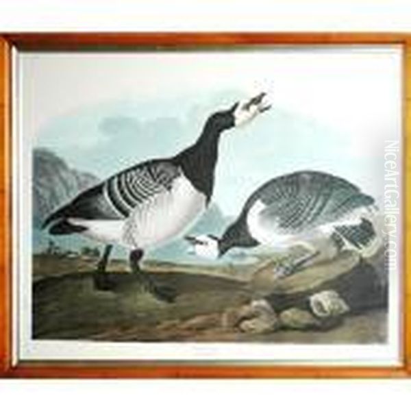 Barnacle Goose - view 1