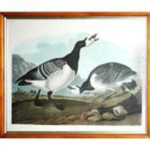 Barnacle Goose by John James Audubon