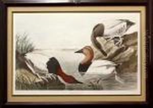 Canvas-backed Duck by John James Audubon